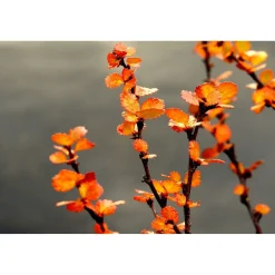 Akustiikkataulu Yeseco Quiet 120x80 cm eri kuvia (myös omalla kuvalla)