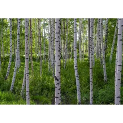 Akustiikkataulu Yeseco Quiet 240x160 cm kollaasi 6 kpl 80x80 cm eri kuvia (myös omalla kuvalla)