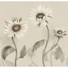 Kuvatapetti Sandberg Sunflowers valkoinen, mittatilaus, non-woven