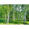 Maisematapetti Dimex Birch Grow, 375x250cm