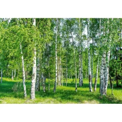 Maisematapetti Dimex Birch Grow, 375x250cm