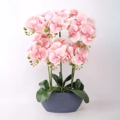 Orkidea Home4You GARDEN QUEEN K64 cm, vaaleanpunainen