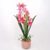 Orkidea Home4You GARDEN QUEEN K70 cm, tumma vaaleanpunainen