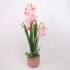 Orkidea Home4You GARDEN QUEEN K70 cm, vaaleanpunainen