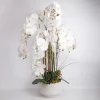 Orkidea Home4You GARDEN QUEEN K102 cm, valkoinen