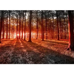 Sisustustarra Artgeist Autumn: morning in the forest 70x98cm