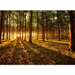 Sisustustarra Artgeist Summer: Morning in the forest 70x98cm