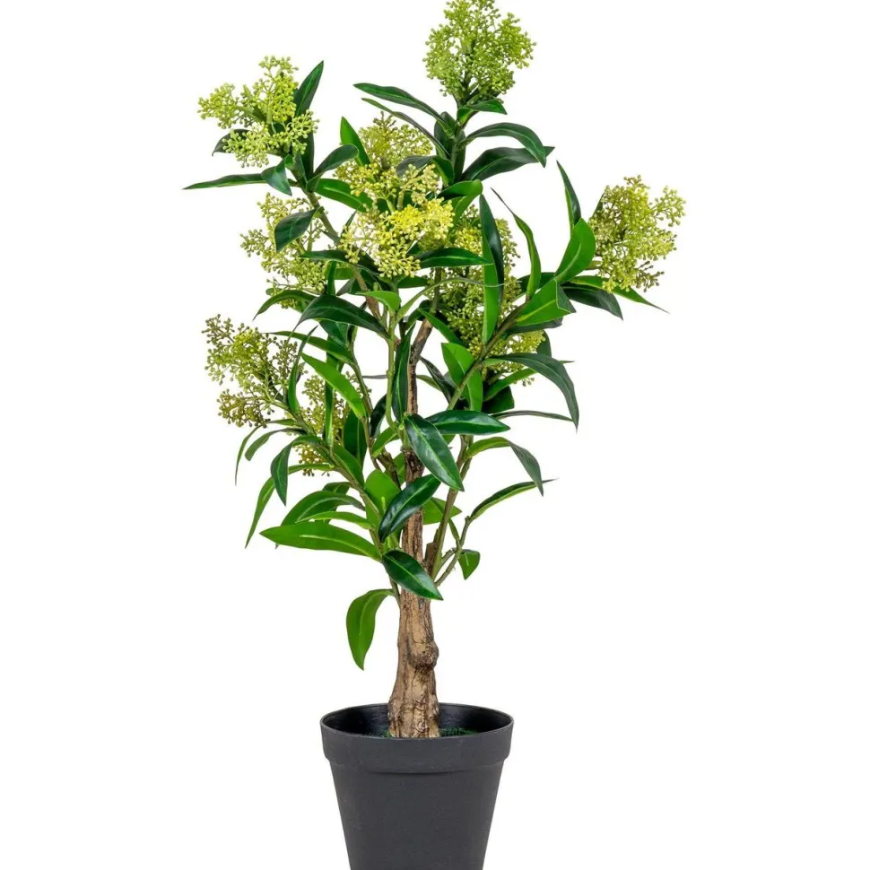 Tekokasvi House Nordic Skimmia, 75cm, vihreä