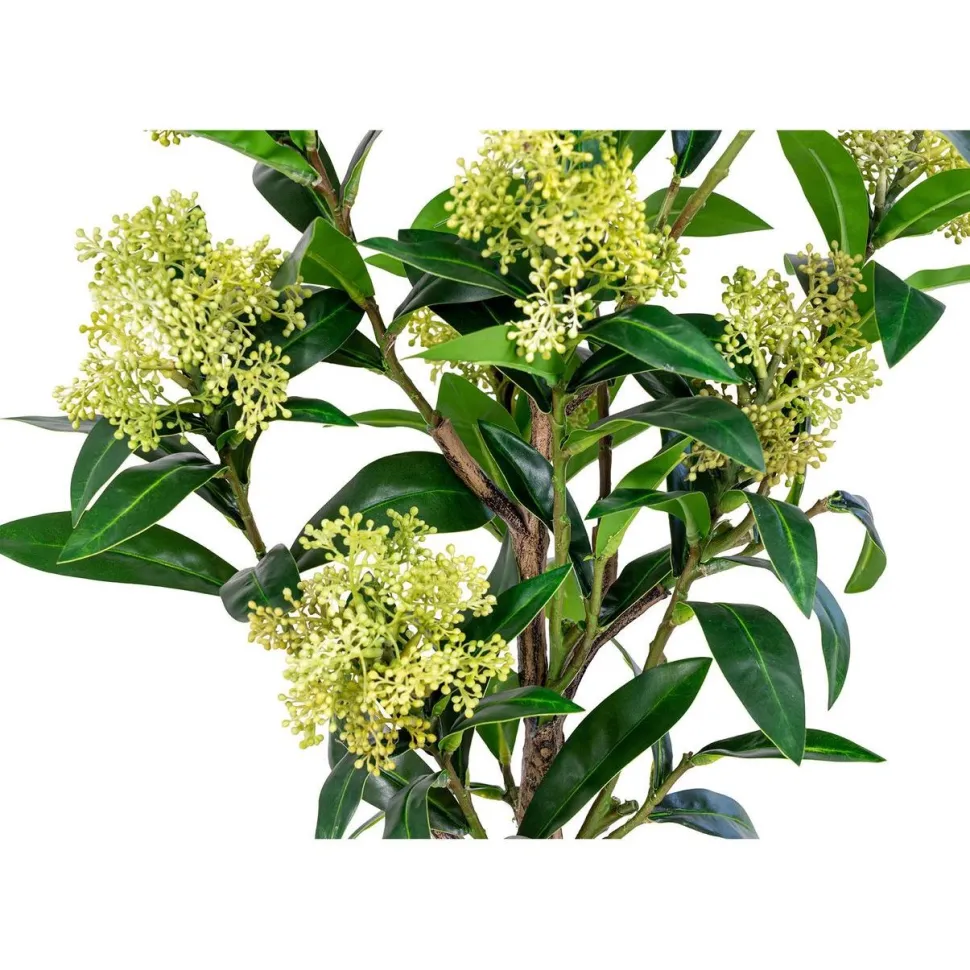 Tekokasvi House Nordic Skimmia, 75cm, vihreä