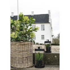 Tekokasvi House Nordic Skimmia, 75cm, vihreä