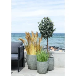 Tekokasvi House Nordic Sudaninruoho Sorghum Grass, 110cm, ruskea