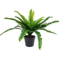 Tekokasvi Home4You BOSTON FERN K60 cm