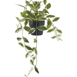 Tekokasvi House Nordic Hoya Carnosa, 33cm, vihreä