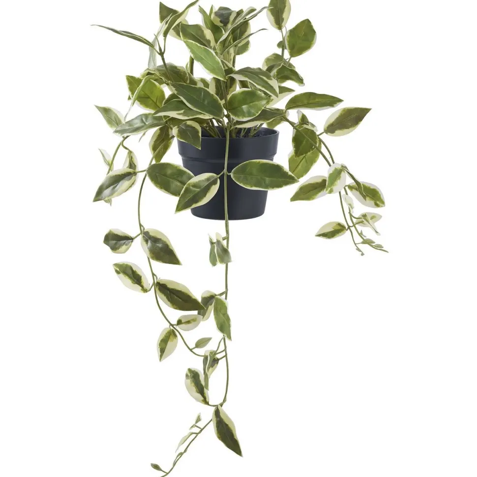 Tekokasvi House Nordic Hoya Carnosa, 33cm, vihreä