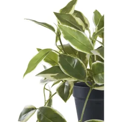 Tekokasvi House Nordic Hoya Carnosa, 33cm, vihreä
