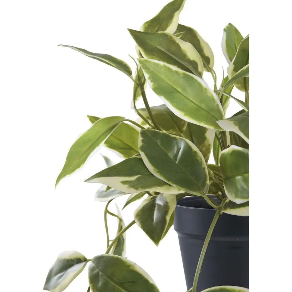Tekokasvi House Nordic Hoya Carnosa, 33cm, vihreä