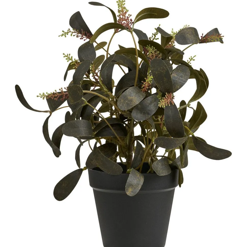 Tekokasvi House Nordic Skimmia, 35cm, vihreä