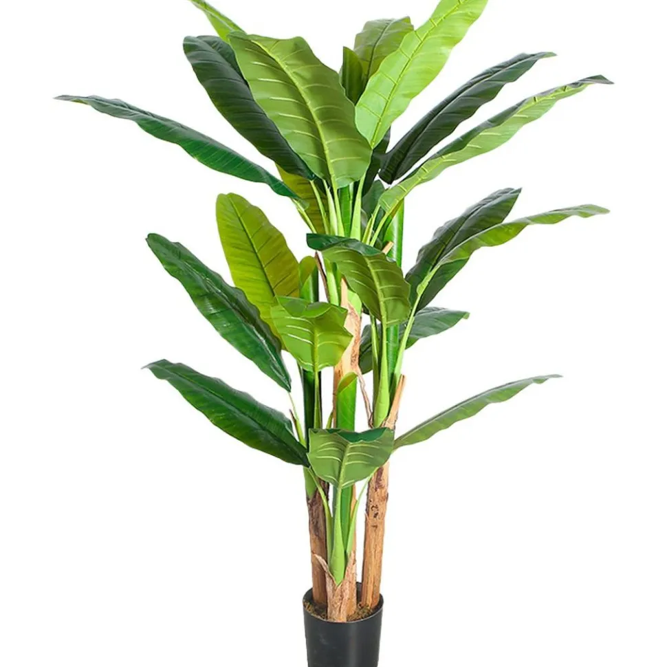 Tekokasvi Lykke Banana Tree, 170cm