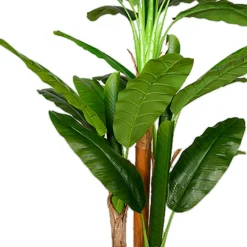 Tekokasvi Lykke Banana Tree, 170cm