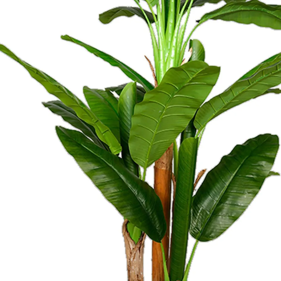 Tekokasvi Lykke Banana Tree, 170cm