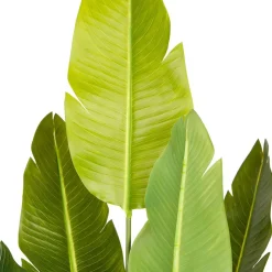 Tekokasvi Lykke Bird of Paradise, 200cm