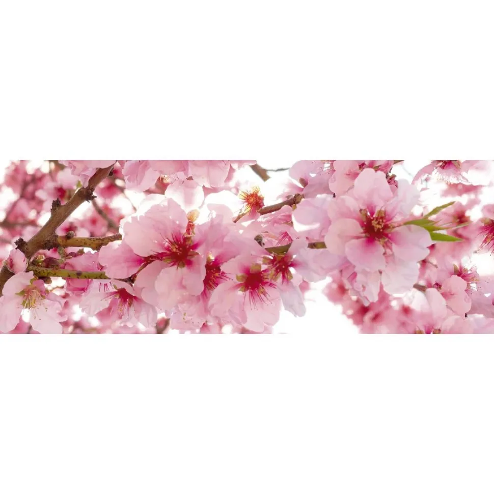 Välitilatarra Dimex Apple Blossom 180x60cm