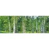 Välitilatarra Dimex Birch Grow 180x60cm