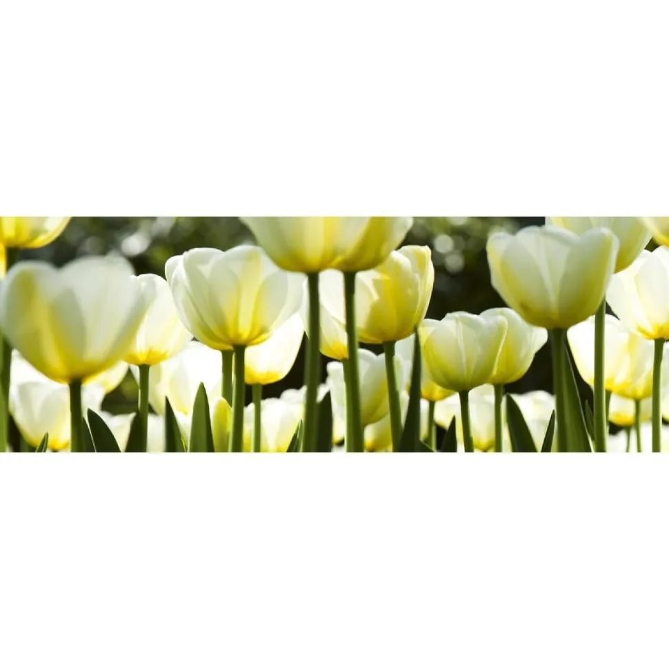 Välitilatarra Dimex White Tulips 180x60cm